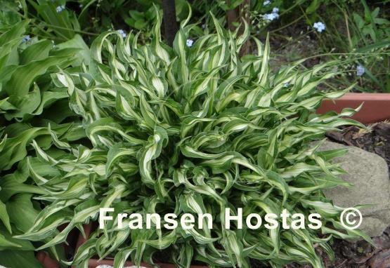 Hosta X-Ray